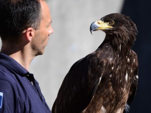 Águia usada para capturar drones é vista durante exibição na Academia Holandesa de Polícia em Ossendrecht, na segunda (12) (Foto: Emmanuel Dunand/AFP)