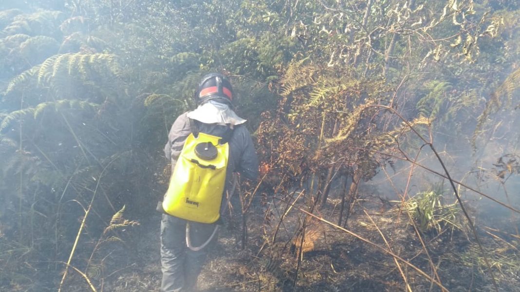 Incêndio pode ter sido causado por balão (Foto: Corpo de Bombeiros/Divulgação)