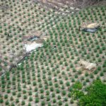 Plantação erradicada