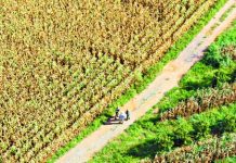Helicóptero Águia localiza vítima em plantação, em Limeira/SP