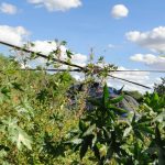 Polícia realiza operação conjunta para erradicação do plantio da maconha em Pernambuco