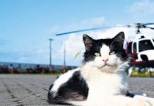 “Frajola”, o mascote da BRPAe Praia Grande/SP