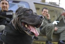 Cães são treinados para trabalhar no helicóptero do BAPM/SC