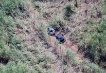 Águia localiza veículos em canavial