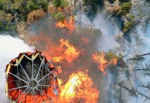 Saiba mais sobre o “Bambi Bucket” e suas origens