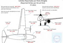 Cenipa divulga anuário do risco da fauna no Brasil em 2013