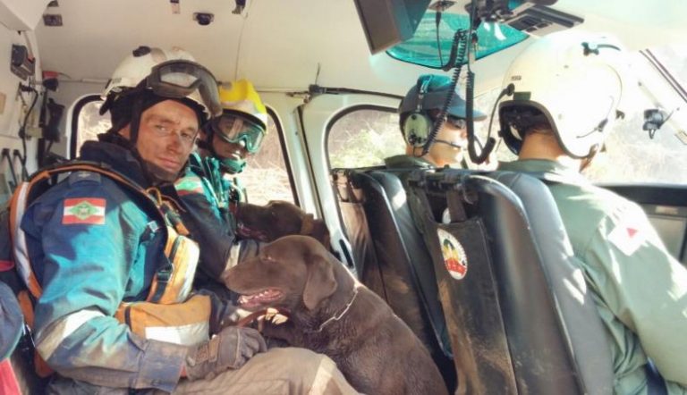 O trabalho do Corpo de Bombeiros de Santa Catarina com cães em Mariana/MG