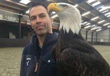 Polícia holandesa treina águias para abater drones