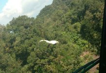 Águia 01 resgata parapentista no morro da antena em Jaraguá do Sul