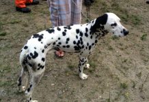 Com ajuda de helicóptero, cão dálmata é resgatado em Volta Redonda/RJ