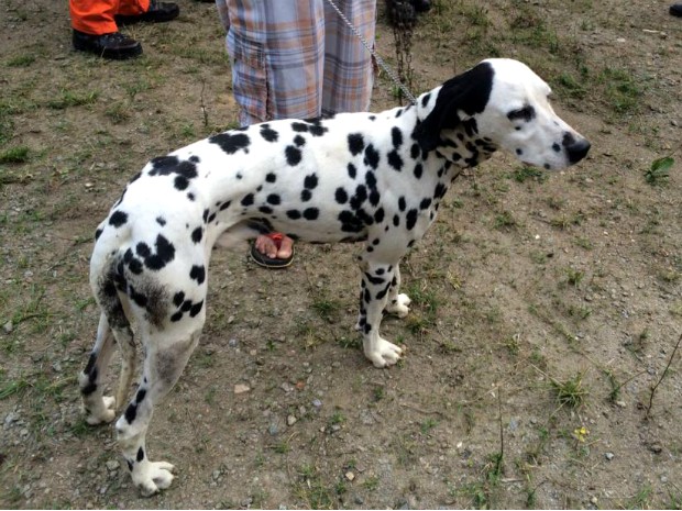 Com ajuda de helicóptero, cão dálmata é resgatado em Volta Redonda/RJ