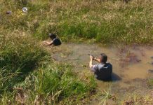 Policiais prendem ladrões em charco com o apoio do Águia