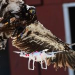 Polícia holandesa utiliza águias para capturar drones
