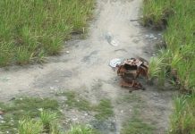 Helicóptero da Segurança Pública identifica ponto de desmanche de carros em Maceió