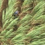 Helicóptero da PM ajuda na prisão de dois ladrões em José Bonifácio