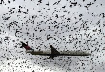 Risco Aviário, um perigo para a Aviação