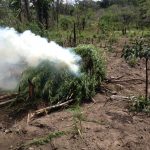 Centro Tático Aéreo participa da maior operação de erradicação do plantio de maconha no Maranhão