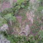Centro Tático Aéreo participa da maior operação de erradicação do plantio de maconha no Maranhão