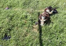 Helicóptero e drone foram utilizados pela PM da Bahia em operação de erradicação da maconha