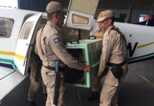 Policiais e Bombeiros participam de instrução com embarque e desembarque de cães em aeronave