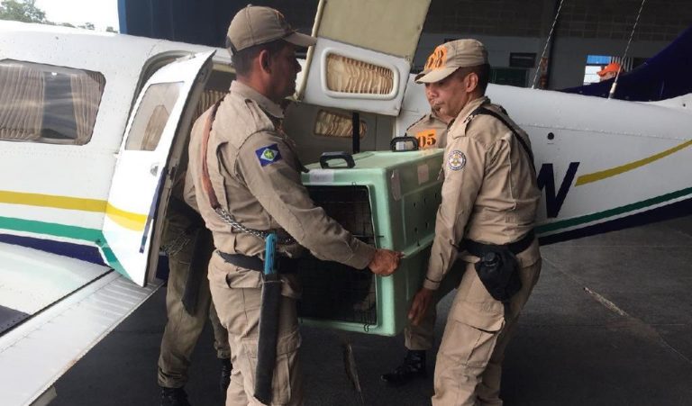 Policiais e Bombeiros participam de instrução com embarque e desembarque de cães em aeronave