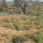 Polícia Civil e Ciopaer recuperam pertences de vítima feita refém durante roubo de caminhão