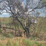 Polícia Civil e Ciopaer recuperam pertences de vítima feita refém durante roubo de caminhão