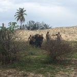 CIOPAer resgata vítima de acidente automobilístico nas dunas da Praia de Águas Cristalinas, CE. Foto: CIOPAer/CE