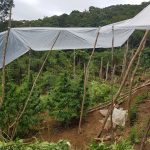 Polícia Civil de Santa Catarina, com apoio do SAER, localiza plantação de maconha em Garopaba