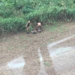Ação do Batalhão de Polícia Rodoviária com apoio do 4°BPM e BPMOA termina com a apreensão de 198kg de maconha em Doutor Camargo!
