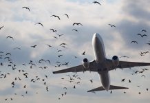 CENIPA – Manual de Gerenciamento de Risco de Fauna