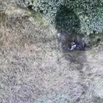 Com-apoio-da-Ciopaer-homem-armado-é-preso-após-trocar-tiros-com-a-PM-em-Caucaia-2-600×337