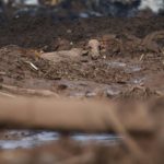 Vaca atolada na lama que vazou da barragem em Brumadinho (Foto: AFP/Douglas Magno)