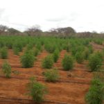 Com apoio de drone, PM da Bahia localiza e destrói 18 mil pés de maconha em Várzea da Roça