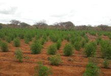 Com apoio de drone, PM da Bahia localiza e destrói 18 mil pés de maconha em Várzea da Roça