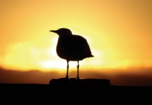 Liberdade ou solidão