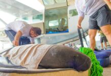 Em um transporte diferente, três peixes-bois são levados de avião para tratamento em Santarém, PA