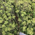 Helicóptero desaparecido foi encontrado em zona de mata fechada (Crédito: Divulgação/ PMESP)