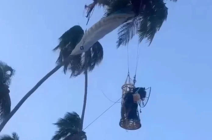 Paramotor-fica-preso-em-coqueiro-em-Pernambuco